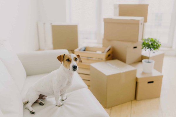 What Are the Best Merino Wool Socks for Keeping Feet Comfortable in Office Shoes?